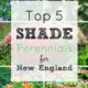 5 Shade Perennials for Your New England Garden